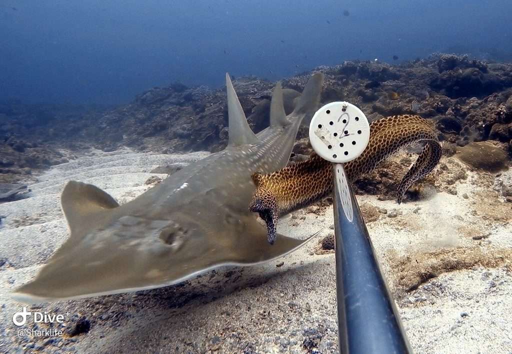 Bowmouth guitarfish Rhina ancylostoma approaching a baited remote underwater video camera on a reef